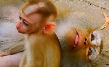 Big Baby Monkey Cares for His Sick Mom ❤️🐒
