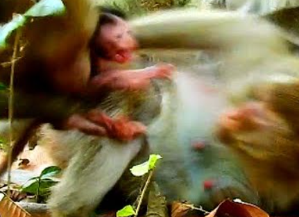 Heartbreaking Day! Newborn Toniya Faces a Tragic Fate After Bad Monkey ...